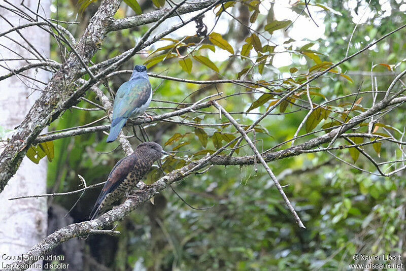 Cuckoo-roller , identification