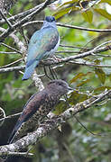 Cuckoo-roller