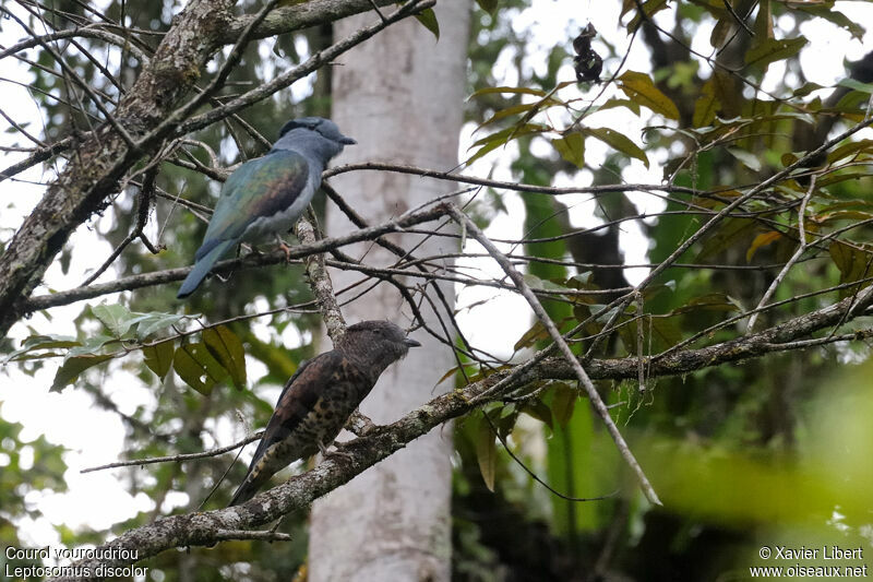 Cuckoo-roller , identification