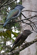 Cuckoo-roller