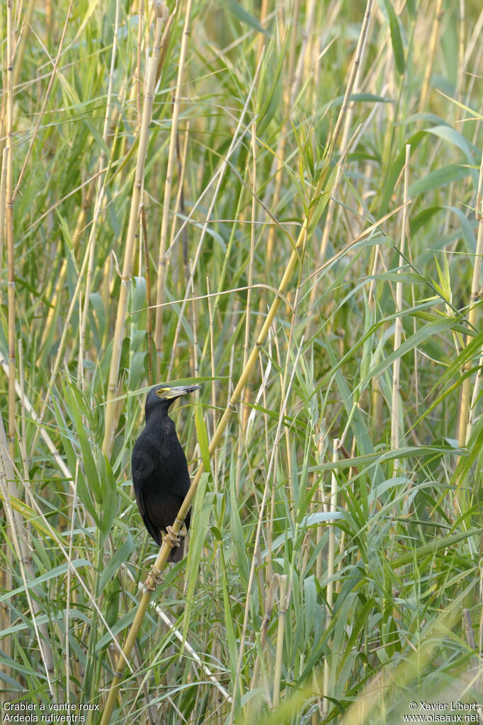 Rufous-bellied Heronadult, identification