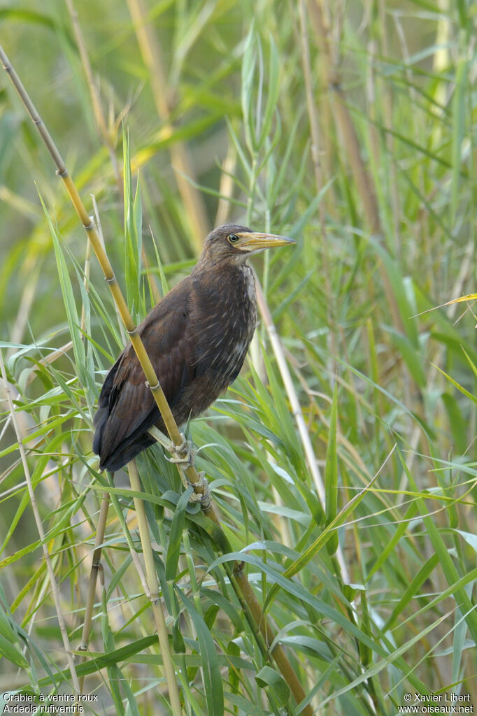 Crabier à ventre rouxjuvénile, identification