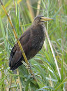 Rufous-bellied Heron