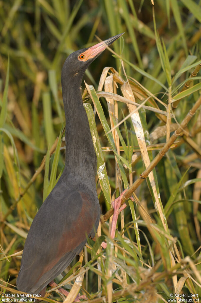 Rufous-bellied Heronadult, identification