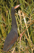 Rufous-bellied Heron