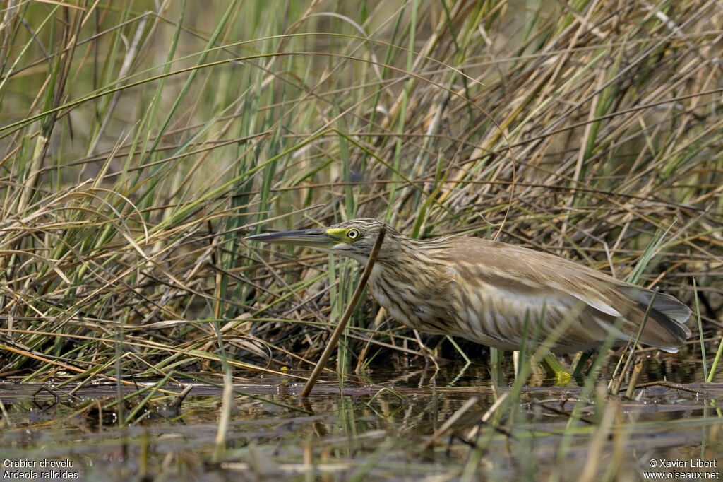 Crabier cheveluadulte, identification