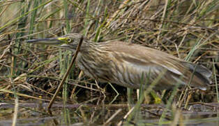 Squacco Heron