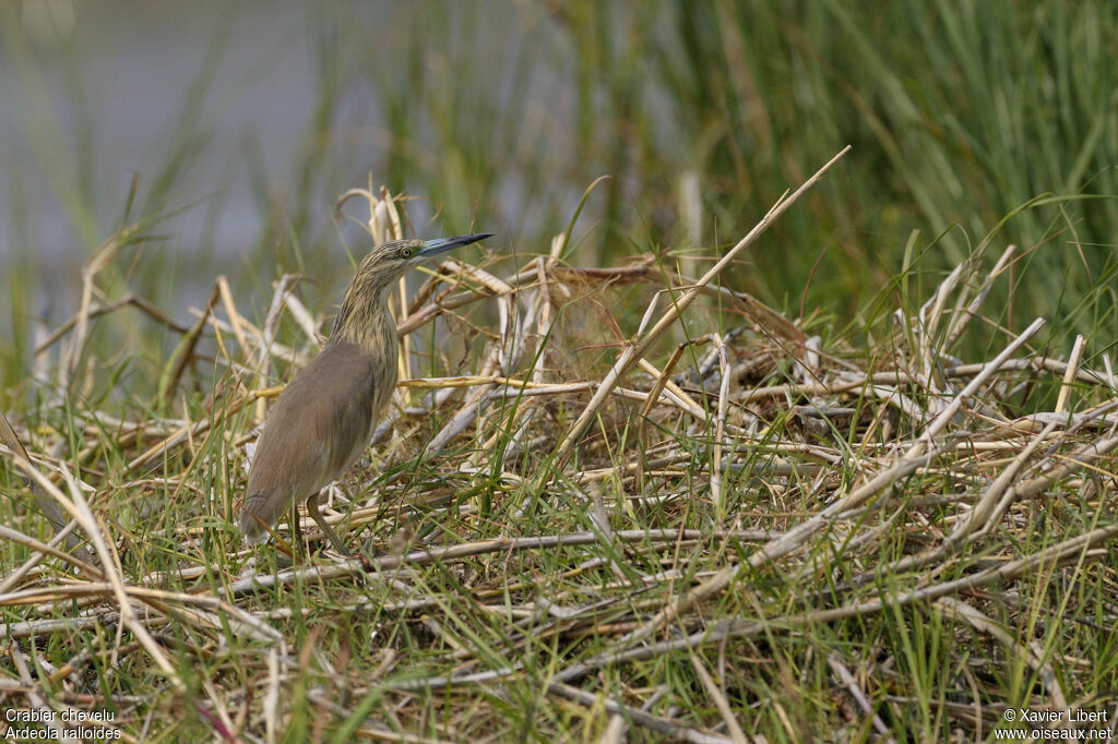 Crabier cheveluadulte, identification