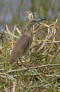 Squacco Heron