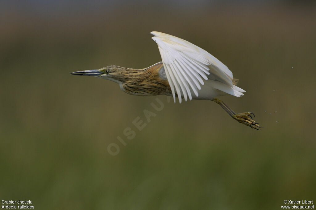 Squacco Heronadult, Flight