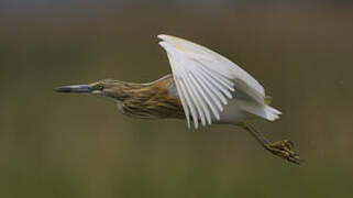 Squacco Heron