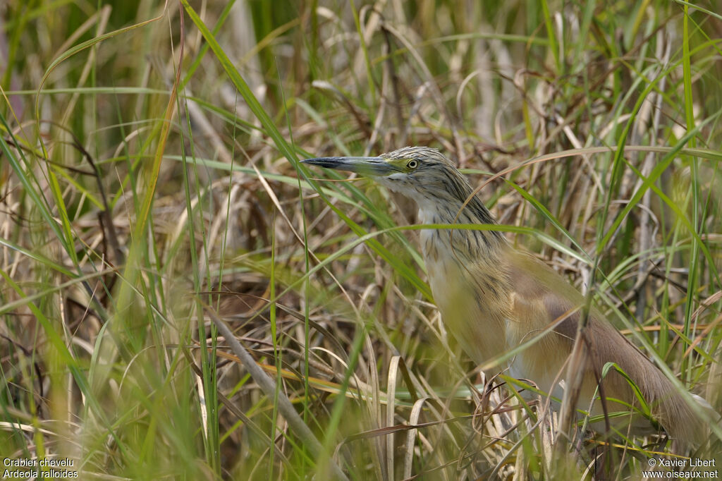 Crabier cheveluadulte, identification