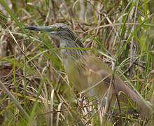 Squacco Heron