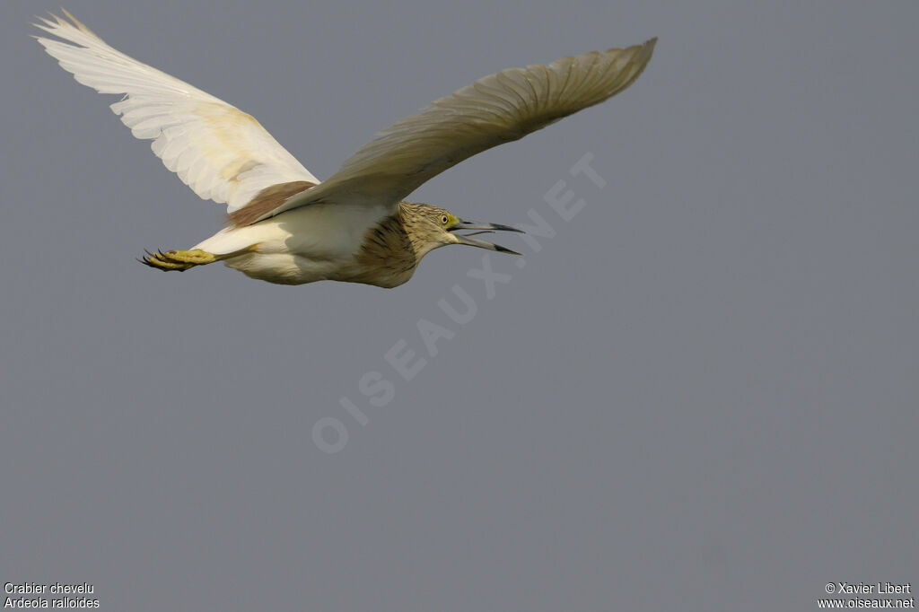 Squacco Heronadult, Flight