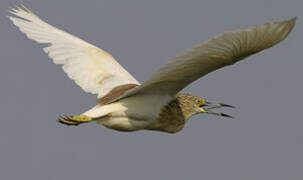 Squacco Heron