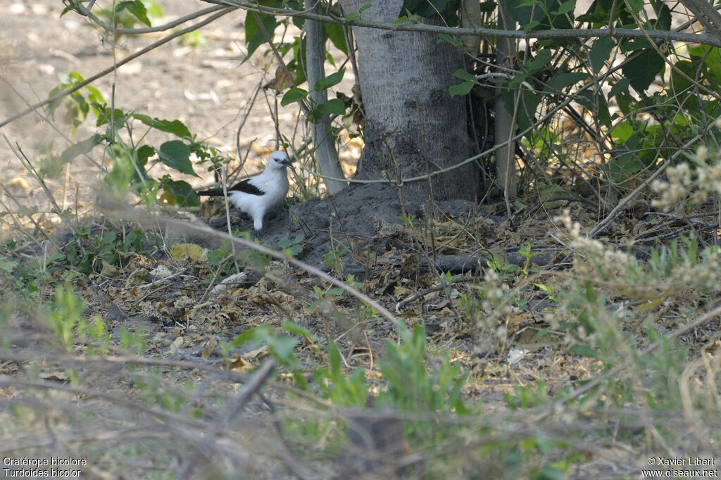 Cratérope bicoloreadulte, identification