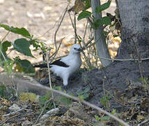 Southern Pied Babbler