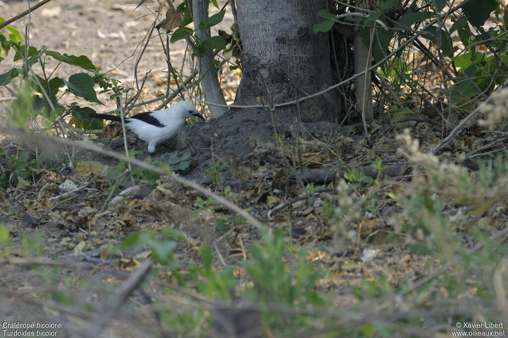 Southern Pied Babbleradult, identification