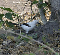 Southern Pied Babbler