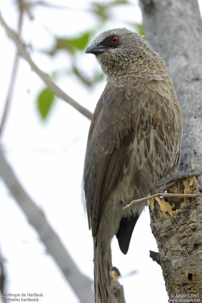 Hartlaub's Babbler, identification