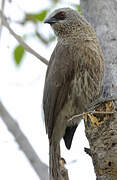 Hartlaub's Babbler