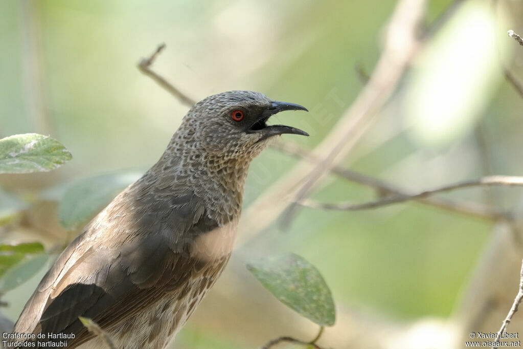 Cratérope de Hartlaub, identification