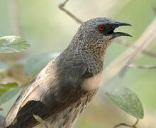 Hartlaub's Babbler