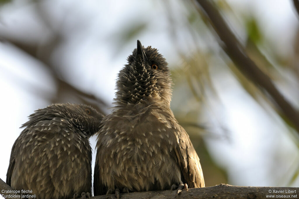 Arrow-marked Babbler, identification