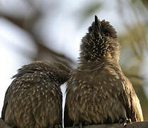 Arrow-marked Babbler