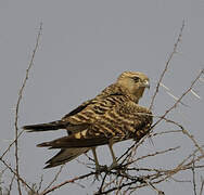 Greater Kestrel