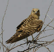 Greater Kestrel