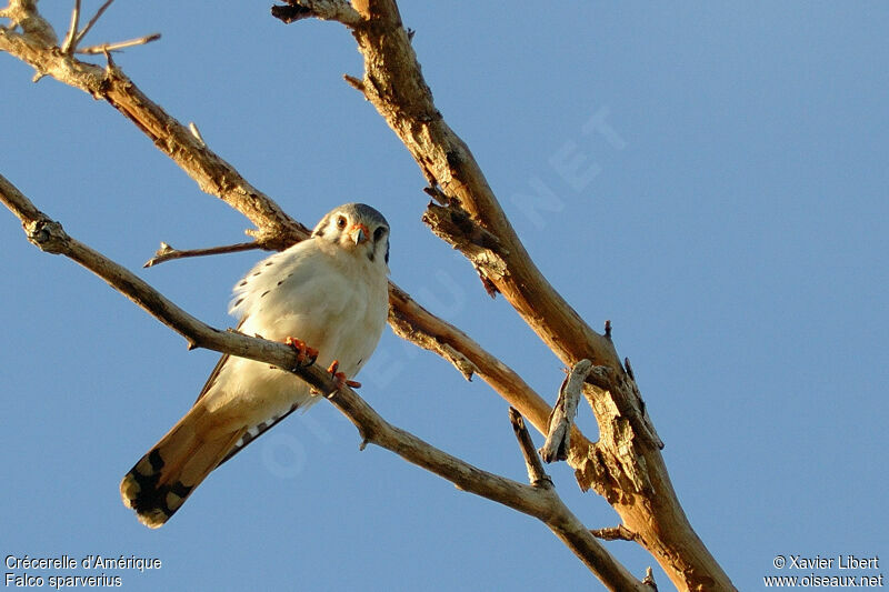 American Kestrel, identification