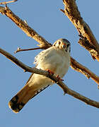 American Kestrel