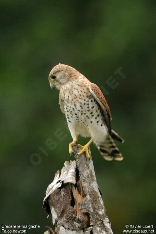 Malagasy Kestrel, identification