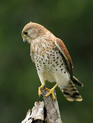 Malagasy Kestrel