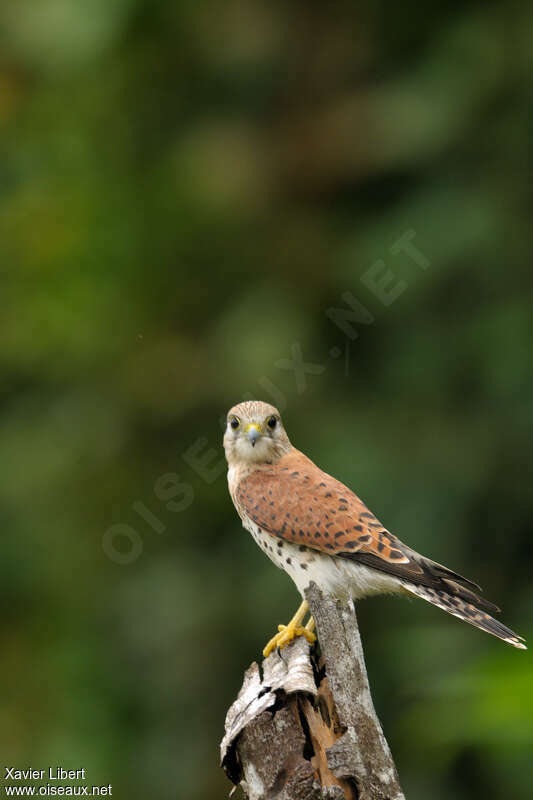 Malagasy Kestrel, identification