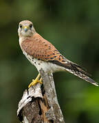 Malagasy Kestrel