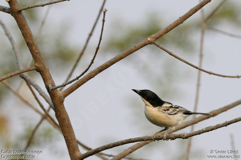 Black-backed Puffback male adult, identification