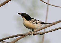 Black-backed Puffback