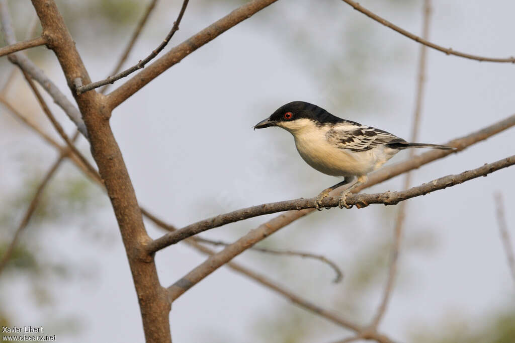 Black-backed Puffback male adult, identification