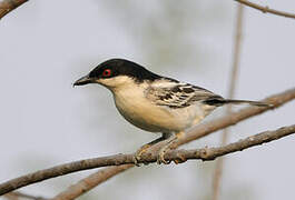 Black-backed Puffback