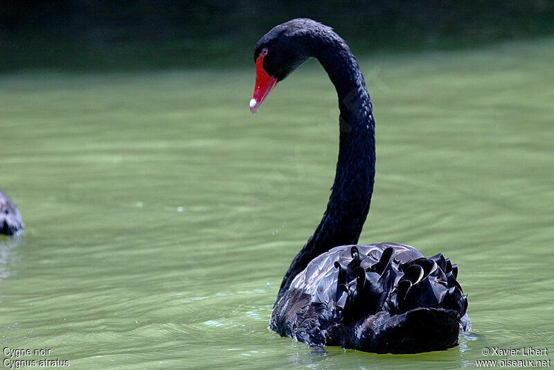 Black Swan, identification