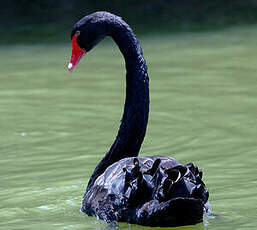 Cygne noir