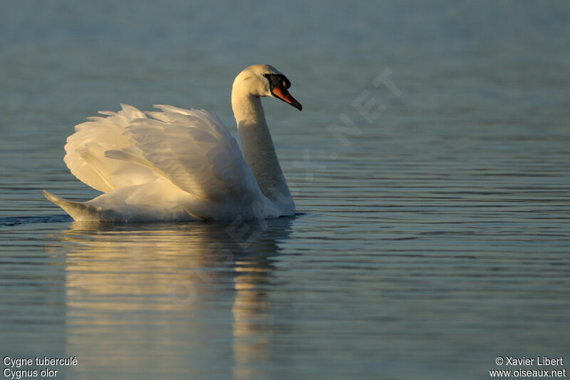 Cygne tuberculéadulte, identification