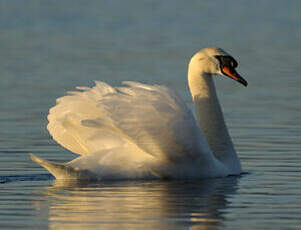 Cygne tuberculé