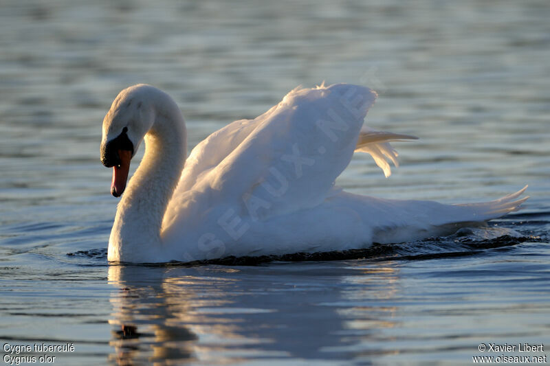 Cygne tuberculéadulte, identification