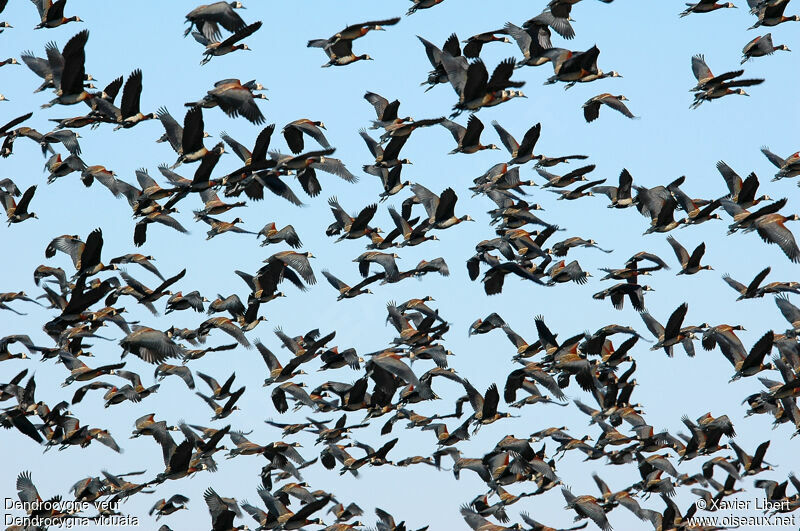 White-faced Whistling Duck, Flight