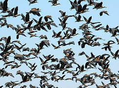 White-faced Whistling Duck