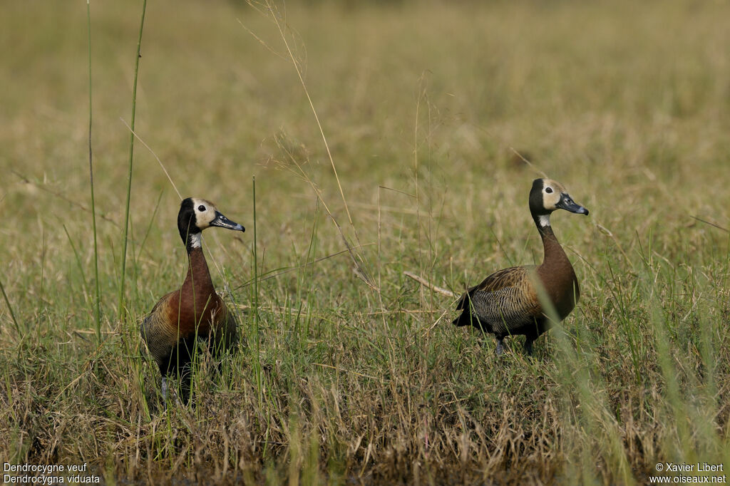 Dendrocygne veuf, identification