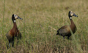 White-faced Whistling Duck